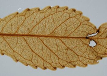 Ancient remains shed light on how plants will cope with higher CO2 levels