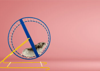 Could you use hamsters to power a home?