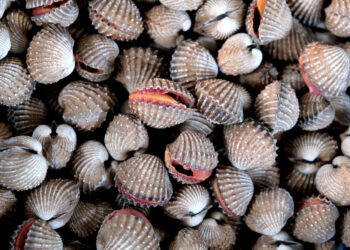 The virus fighters in our oceans