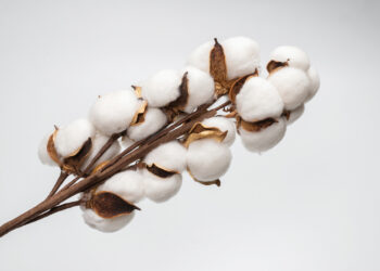 Inherently Flame-Resistant Cotton A Safe and Sustainable Solution to Toxic Flame Retardants