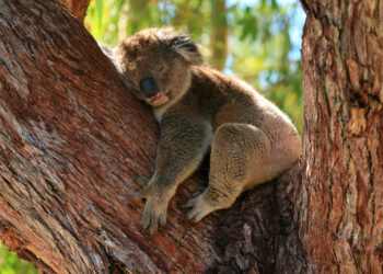 Do Koalas Actually Sleep?