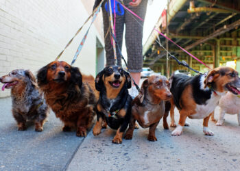 The Most Dog-Friendly Cities in the World