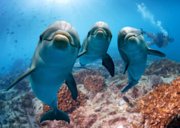 Dolphins give each other Names Just Like Humans!