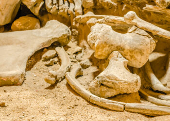 New discovery highlights ingenuity during the Ice Age